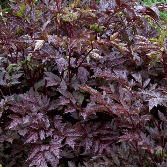 Blakėžudė paprastoji (Cimicifuga simplex) 'Black Negligee‘ (syn. Actaea)