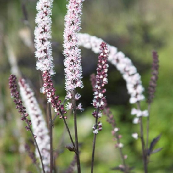 Blakėžudė paprastoji (Cimicifuga simplex) 'Black Negligee‘ (syn. Actaea)