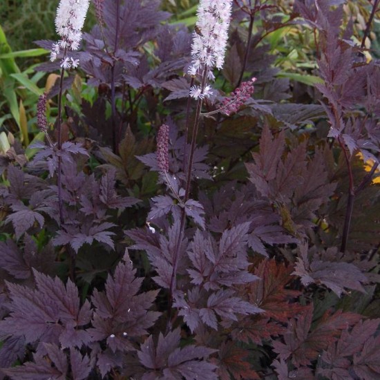 Blakėžudė paprastoji (Cimicifuga simplex) 'Pink Spike‘ (syn. Actaea)