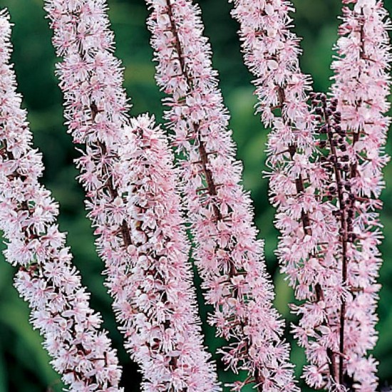 Blakėžudė paprastoji (Cimicifuga simplex) 'Pink Spike‘ (syn. Actaea)