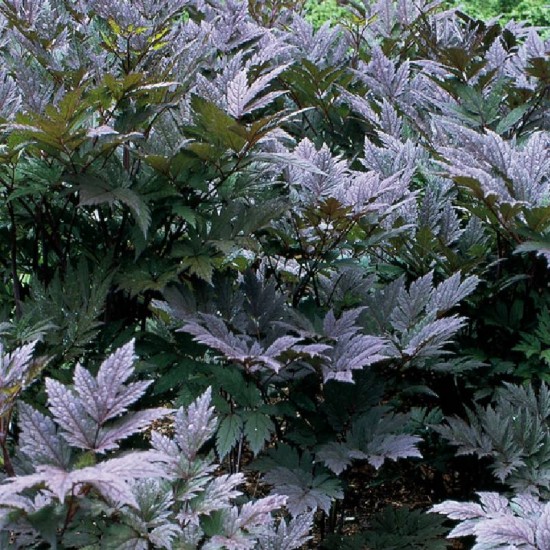 Blakėžudė paprastoji (Cimicifuga simplex) 'Pink Spike‘ (syn. Actaea)