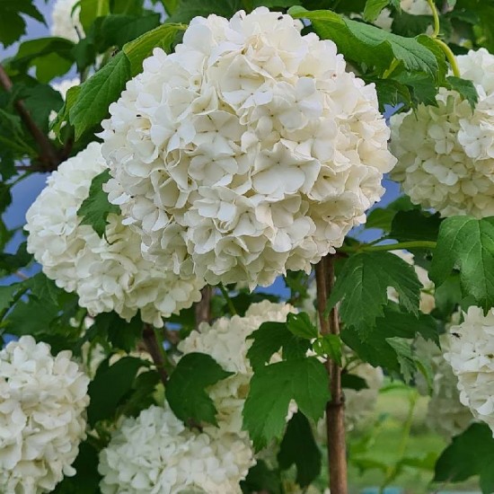 Putinas paprastasis (Viburnum opulus) 'Roseum'