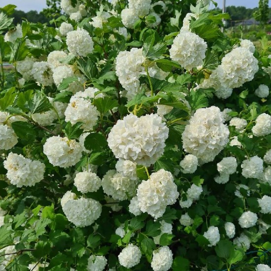 Putinas paprastasis (Viburnum opulus) 'Roseum'