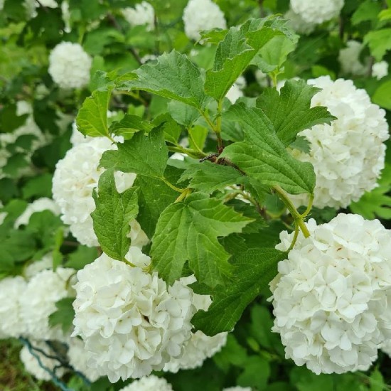 Putinas paprastasis (Viburnum opulus) 'Roseum'
