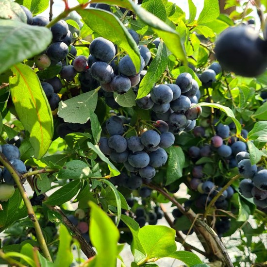 Šilauogių uogos 1kg.  (Vaccinium) ‘Bluecrop‘