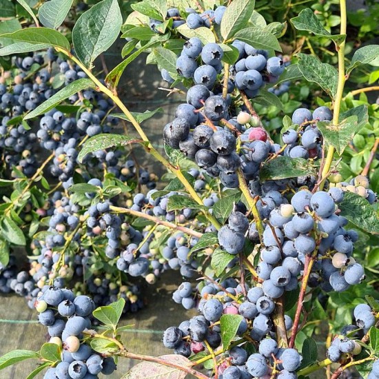 Šilauogių uogos 1kg.  (Vaccinium) ‘Bluecrop‘