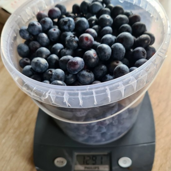 Šilauogių uogos 1kg.  (Vaccinium) ‘Bluecrop‘
