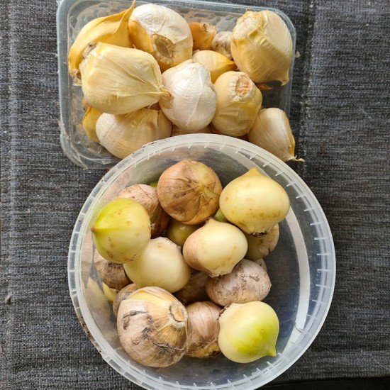 Drambliniai česnakai  (Allium ampeloprasum var. ampeloprasum) 5 skiltelės