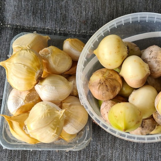 Drambliniai česnakai  (Allium ampeloprasum var. ampeloprasum) 5 skiltelės