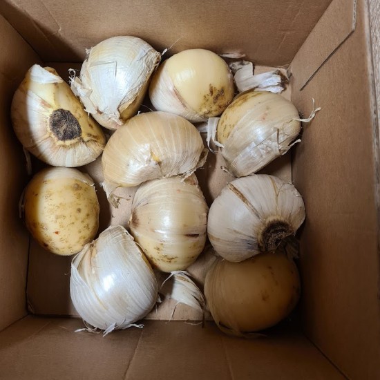 Drambliniai česnakai  (Allium ampeloprasum var. ampeloprasum) 5 skiltelės