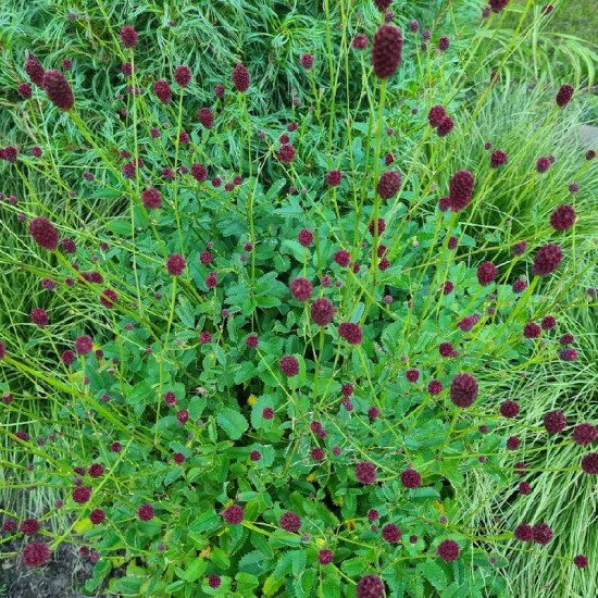 Kraujalakė vaistinė (Sanguisorba officinalis) ‘Tanna’