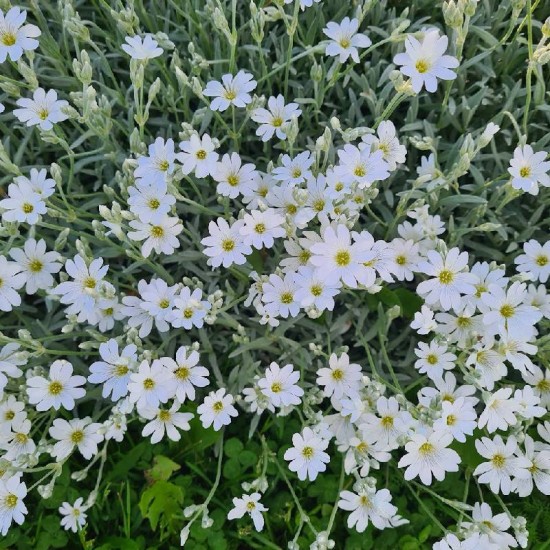 Glažutė pūkuotoji (Cerastium tomentosum)