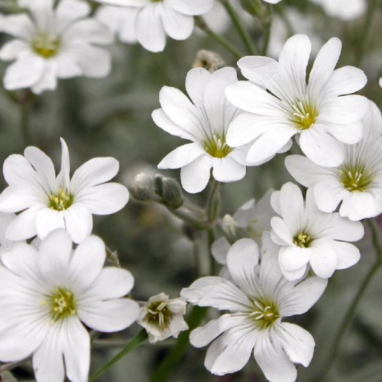 Glažutė pūkuotoji (Cerastium tomentosum)