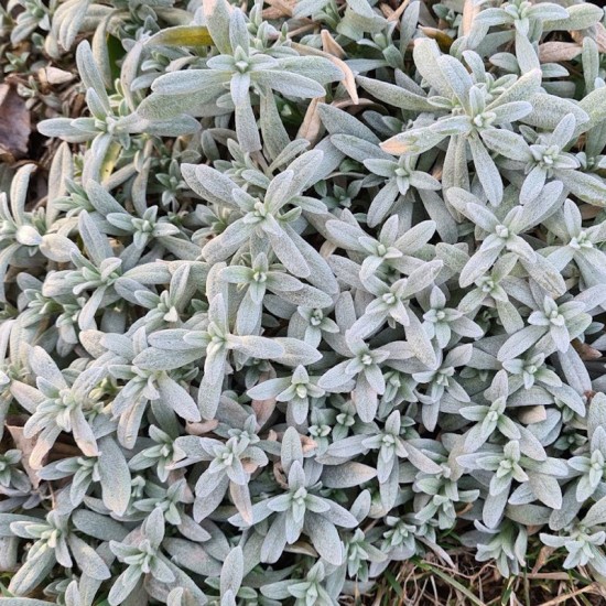 Glažutė pūkuotoji (Cerastium tomentosum)