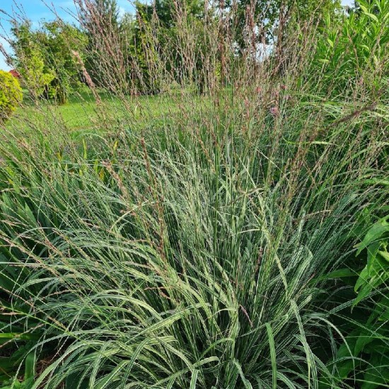 Melvenė nendrinė (Molinia arundinacea JS) 'Mostenveld'