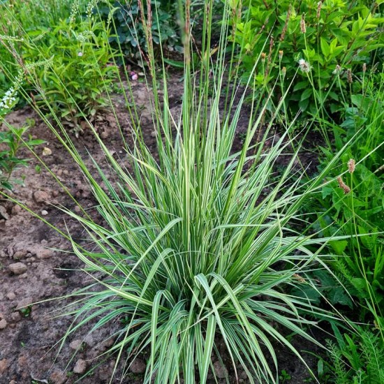Melvenė nendrinė (Molinia arundinacea JS) 'Mostenveld'