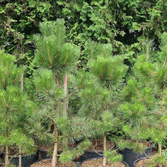 Pušis juodoji (Pinus Nigra)