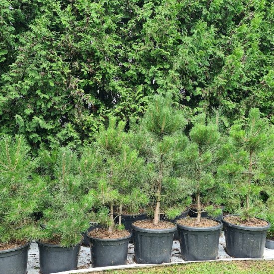 Pušis juodoji (Pinus Nigra)