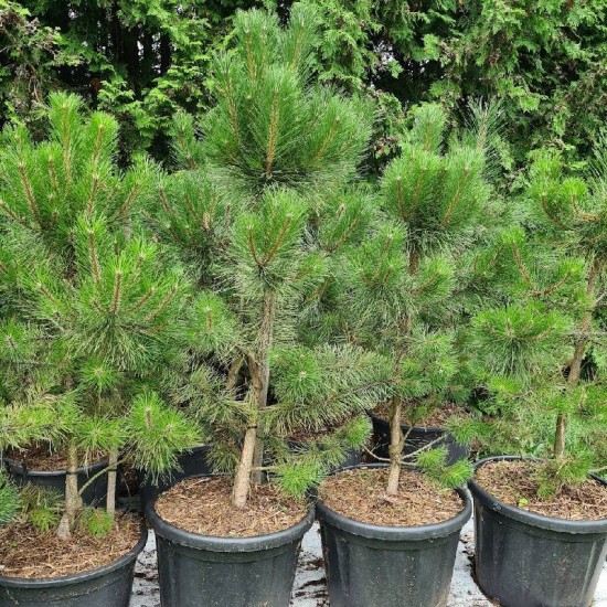 Pušis juodoji (Pinus Nigra)