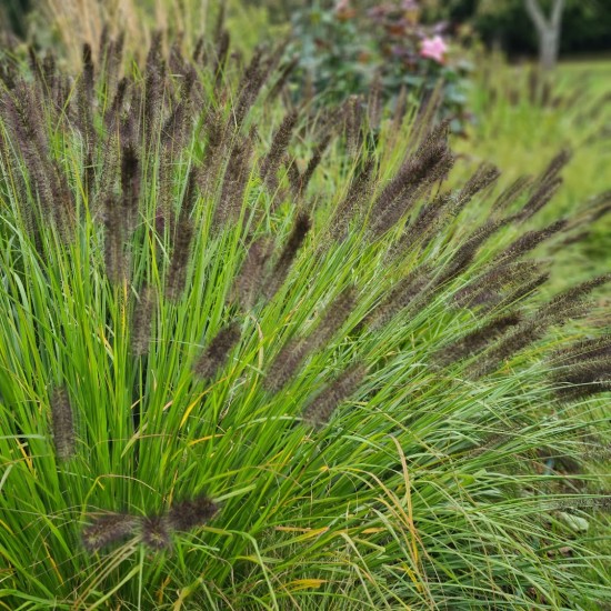 Soruolė pašiaušėlinė (Pennisetum alopecuroides) ‘Red Head‘