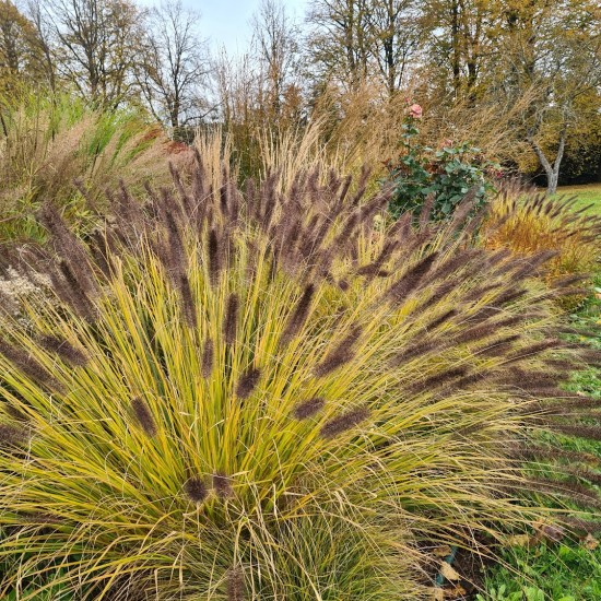 Soruolė pašiaušėlinė (Pennisetum alopecuroides) ‘Red Head‘