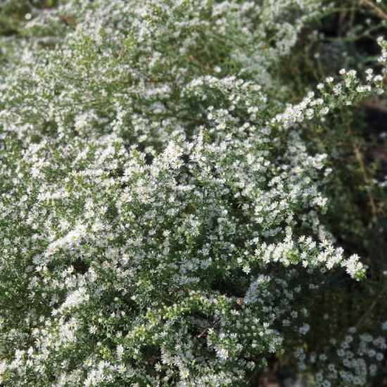 Astras erikinis (Symphyotrichum ericoides) 'Schneetanne'