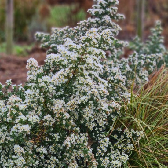Astras erikinis (Symphyotrichum ericoides) 'Schneetanne'