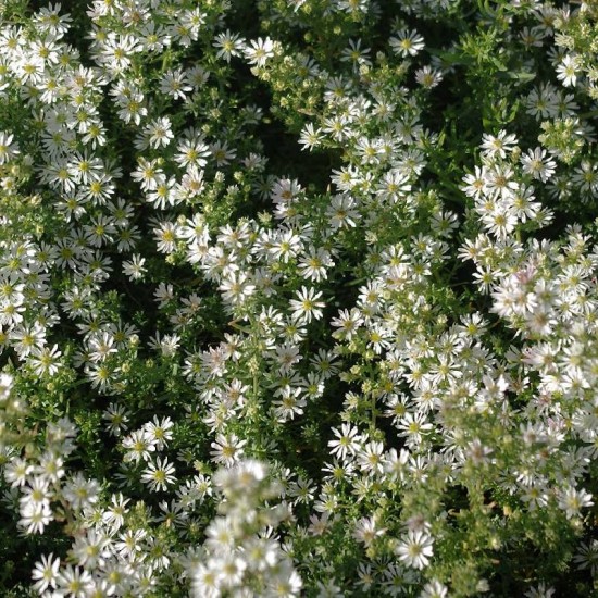 Astras erikinis (Symphyotrichum ericoides) 'Schneetanne'
