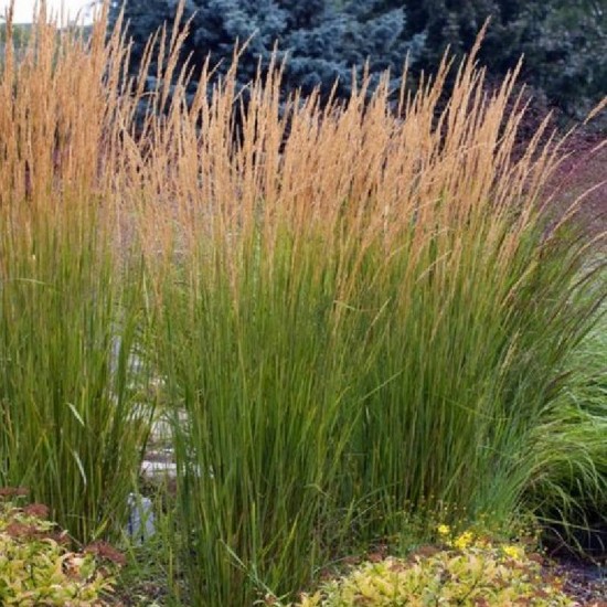 Lendrūnas smailiažiedis (Calamagrostis x acutiflora) 'Karl Foerster'