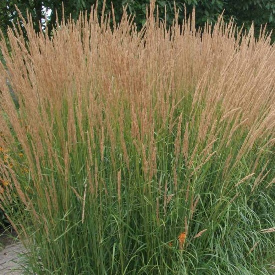 Lendrūnas smailiažiedis (Calamagrostis x acutiflora) 'Karl Foerster'