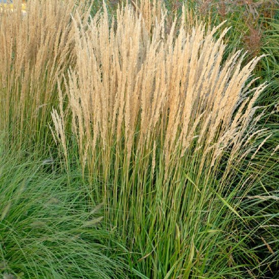 Lendrūnas smailiažiedis (Calamagrostis x acutiflora) 'Karl Foerster'