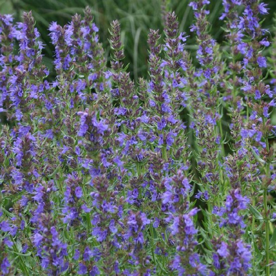Juozažolė vaistinė  (Hyssopus officinalis)