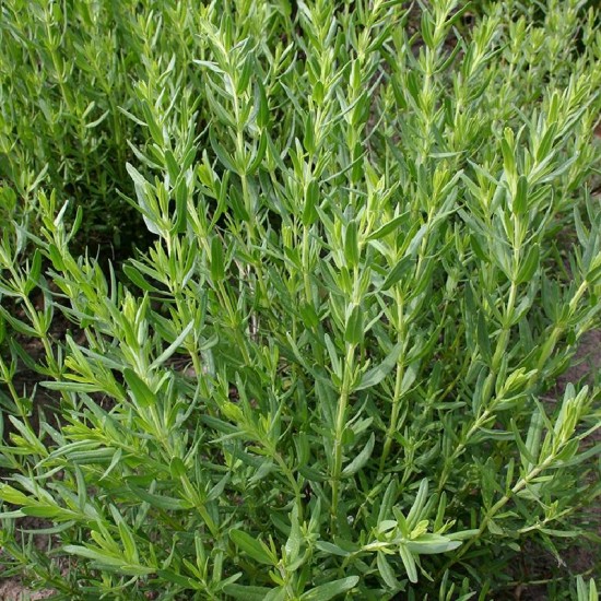 Juozažolė vaistinė  (Hyssopus officinalis)