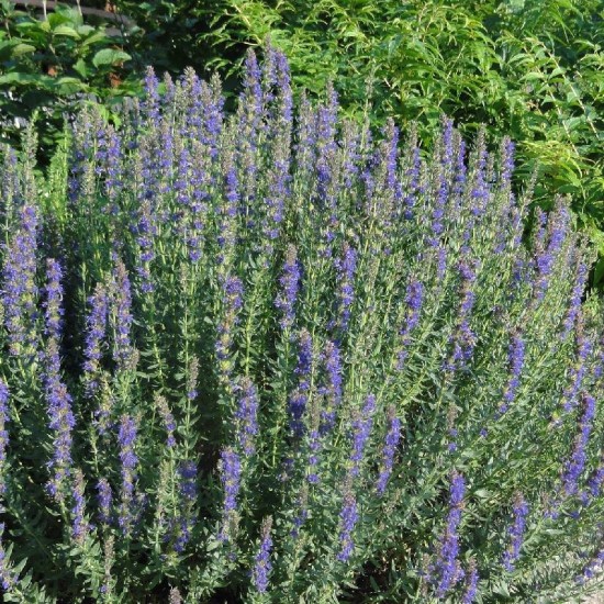 Juozažolė vaistinė  (Hyssopus officinalis)