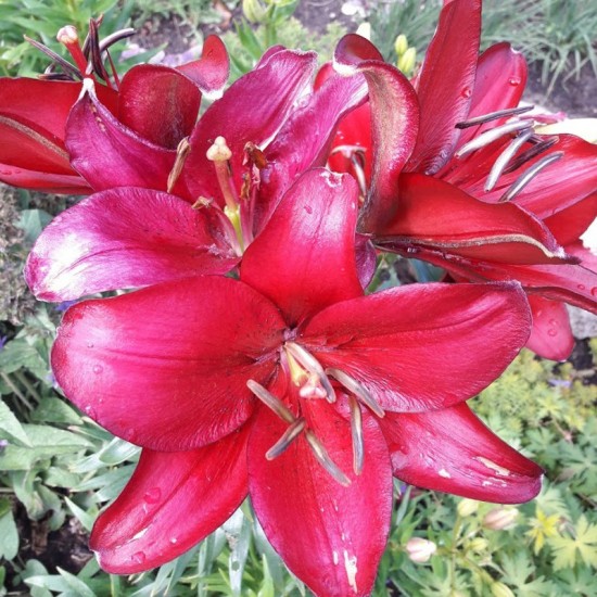 Azijos lelija (Lilium Forza Red Longiflorum Asiatic lily)