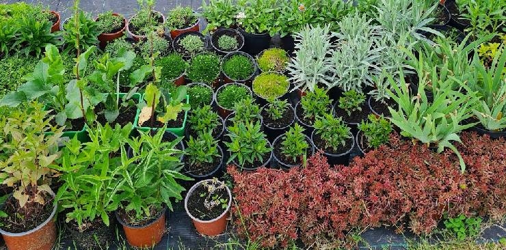  Prisiminus 2025m. vasarą