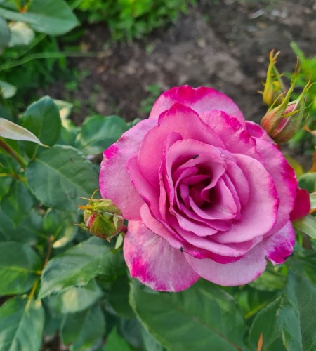 Rožė floribundinė ( Rosa floribunda) 'Novalis'