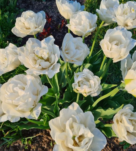 Tulpė ( Tulipa ) ‘White Heart‘