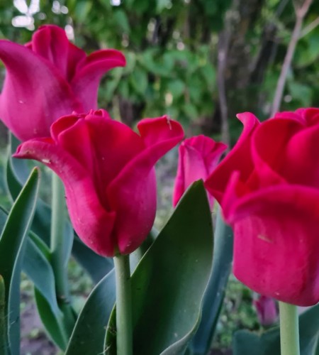 Tulpė (Tulipa) ‘Red Dress‘