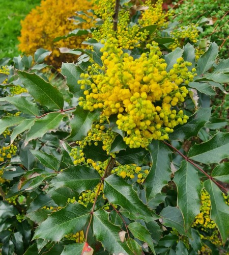 Mahonija dyglialapė (Mahonia aquifolium)