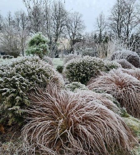 Viksva kalninė (Carex montana) ‘Raureif‘