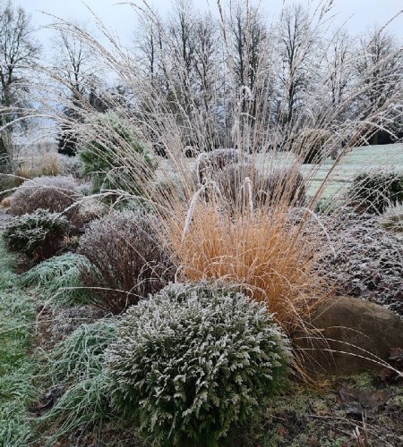 Melvenė nendrinė (Molinia arundinacea) ‘Fontane‘