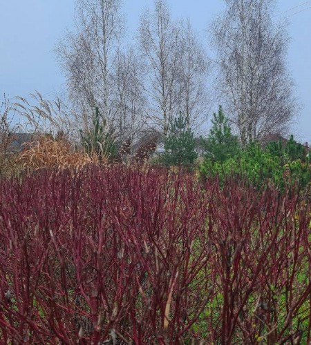Sedula baltoji  (Cornus alba) 'Elegansima'