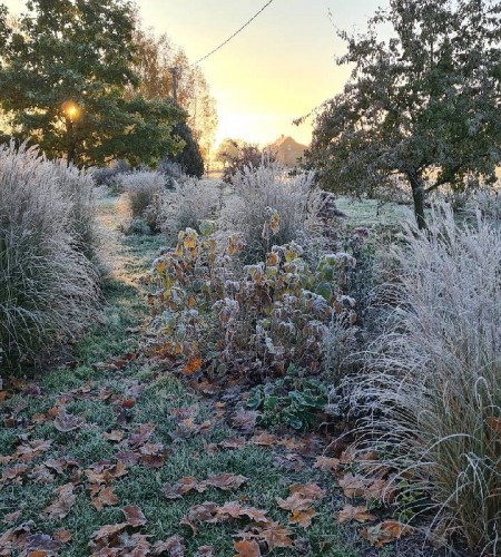  Kininis miskantas (Miscanthus sinensis)‘Yaku Jima‘