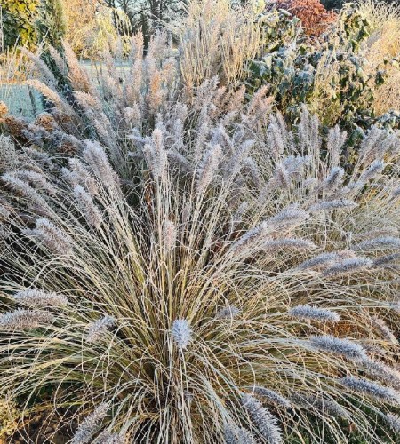 Soruolė pašiaušėlinė (Pennisetum alopecuroides) ‘Red Head‘