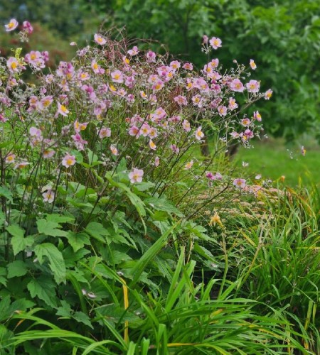 Plukė Japoninė  (Anemone Japonica)