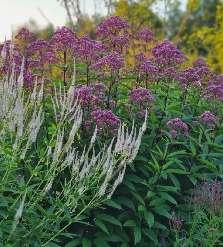 Kemeras (Eupatorium maculatum) ‘Purple Bush’
