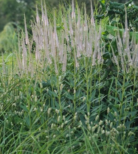 Veronikūnas virgininis (Veronicastrum virginicum) 'Diane‘