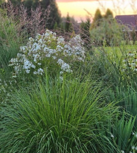 Fliokas šluotelinis (Phlox paniculata) 'Alba'
