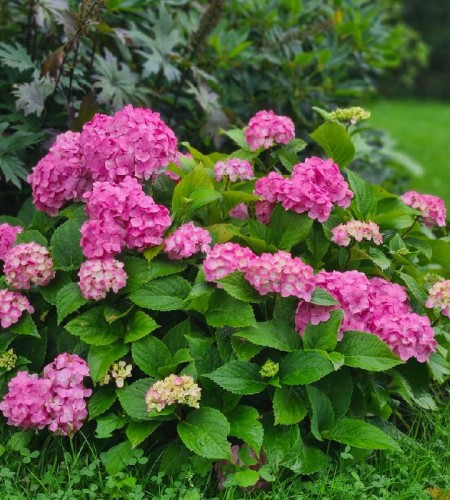 Hortenzija didžialapė (Hydrangea macrophylla ) ‘Endless Summer‘